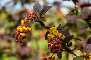 Berberis thunbergii Japon böğürtlen süsleme çalısı, çiçek açmış küçük sarı yapraklı güzel bir çiçek grubu, mor kırmızımsı yapraklar.