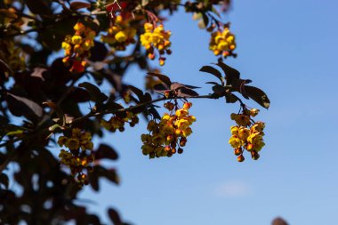 Berberis thunbergii Japon böğürtlen süsleme çalısı, çiçek açmış küçük sarı yapraklı güzel bir çiçek grubu, mor kırmızımsı yapraklar.
