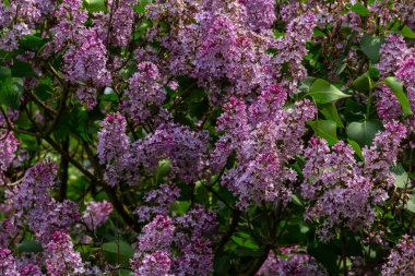 İlkbaharda mor leylak çalıları çiçek açar. Yeşil bahçede güzel çiçekli duvar kâğıdı.