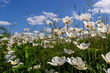 Yeşil çimlerde beyaz bahar çiçekleri. Beyaz şakayık çiçekleri. Anemone hecesi, kartopu şakayığı, yel çiçeği.