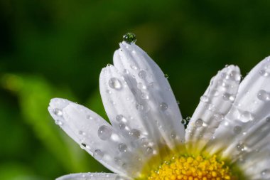 Bahçe papatyaları Leucanthemum vulgare yakından. Papatya çiçekleri. Oxeye papatya, papatya, Dox-eye, Papatya, Ay papatyası. Makro papatya ya da papatya çiçeği beyaz taç yaprakları üzerinde bir damla su ile.