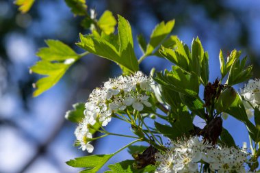 Yaygın atmacalı diken ya da bir tohum Crataegus Monogyna ilkbahar taze yeşil yaprakları .