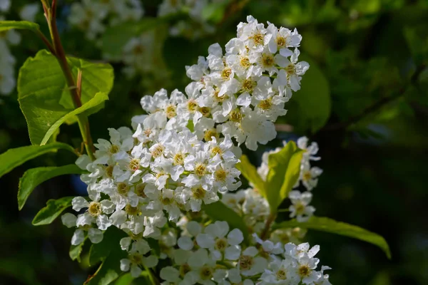 stock image Bird cherry in bloom, spring nature background. White flowers on green branches. Prunus padus, known as hackberry, hagberry, or Mayday tree, is a flowering plant in the rose family Rosaceae.