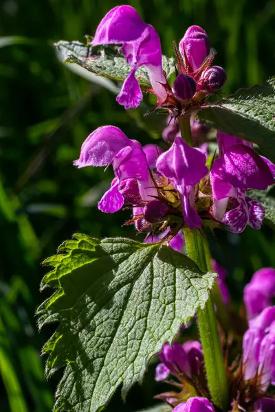 Deaf nettle blooming in a forest, Lamium purpureum. Spring purple flowers with leaves close up.