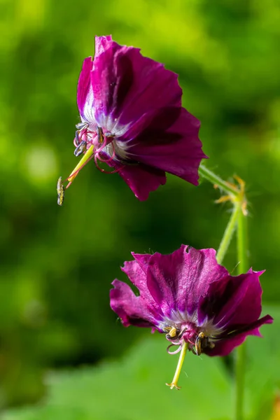 Tmavě Fialové Tmavé Květy Zahradě Selektivní Ostření Zeleným Bokeh Pozadím — Stock fotografie