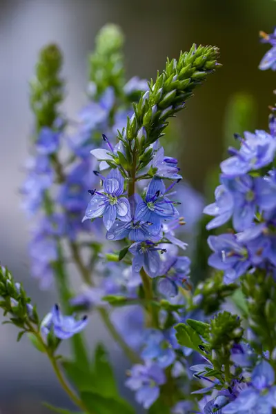 春に牧草地 晴れた日 自然環境で成長するドイツのスピードウェル ヴェロニカのプロレーザーの鮮やかな青色の花の閉鎖 — ストック写真
