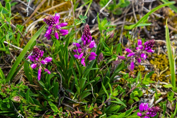 Polygala Vulgaris Known Common Milkwort Herbaceous Perennial Plant Family Polygalaceae — 스톡 사진