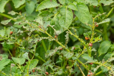 Colorado patates böceği larva ve böcekleri tarafından tahrip edilen patates yetiştiriciliği, Leptinotarsa decemlineata, Colorado böceği, on çizgili mızrak, on çizgili patates böceği,.