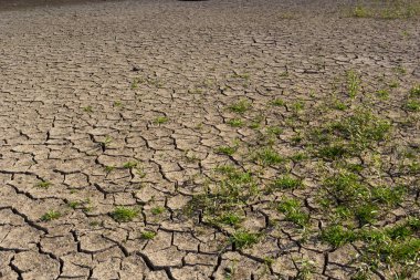 Çevresel restorasyon kavramı çatlak topraklarda fidelerin büyümesi, kurak mevsimde çatlamış toprak küresel ısınmadan etkileniyor, iklim değişikliğine ve su sıkıntısına neden oluyor..