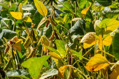 Yazın ortasında bir tarlada soya fasulyesi yetiştirirken..
