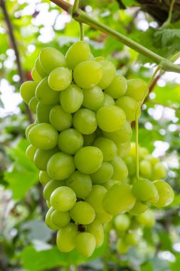 Ripe grapes grow on bushes. Bunch of grapes before harvest.
