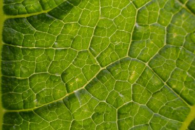 Arkaplan için soyut yeşil yaprak dokusu. Doğal çevre, ekolojik kavram.