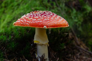 Kızıl Vahşi Amanita Mushroom. Vahşi doğada yetişen kırmızı bir Amanita Muscaria mantarı..