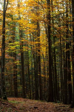 Tall trees of the Carpathian forests, nature reserve in the Carpathians, Ukrainian forests and reserves. Autumn landscape in the forest.