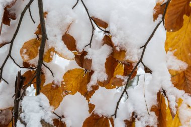 Hornbeam tree leaves covered with snow. Fresh big snow on the branches of a hornbeam tree.