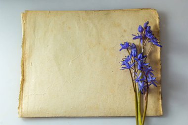 Scilla bifolia 'nın bahar mavisi çiçekleri eski sarı kağıttan arka planda ve mesaj için boş alan var. Kutlama veya davetiye için çiçek çerçevesi. Klasik tarzda bahar kavramı.