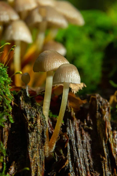 İnce bacaklı dostça bir mantar ailesi yeşil bir arka planda kümelenmiş bir başlık..