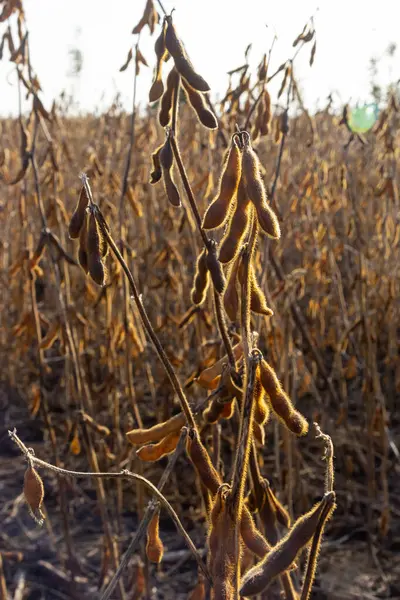 Soybeans pod macro. Harvest of soy beans - agriculture legumes plant. Soybean field - dry soyas pods.