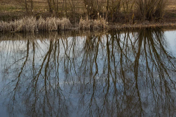 Reflection Trees Mirror Surface Water Lake City Pond Spring Still — Fotografia de Stock