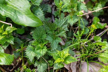 Stinging nettles Urtica dioica in the garden. Green leaves with serrated edges.