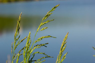 Çimen çayır çayırı. Çelik panikle kaplı. Poa pratensis yeşil çayır Avrupa otları.