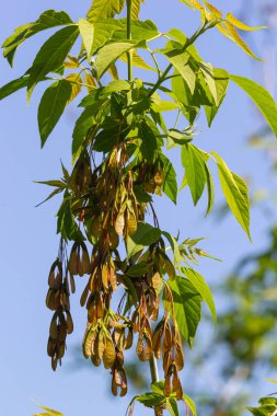 Kırmızı-pembe akçaağacın olgunlaştırıcı meyvelerinin yakın çekimi..
