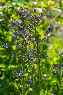 Anchusa officinalis, Alkanet, yaygın hata giderici. Yaz, şafak. Bitkinin üzerine çiy damlaları düşer. Güzel yeşil arkaplan.