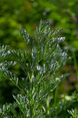 Gümüş yeşili Wormwood arka planda kalır. Artemisia Absinthium, bitkisel mutfak bahçesindeki pelin otu bitkisi, kapat, makro.