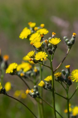 Parlak sarı Pilosella caespitosa ya da Meadow Hawkweed çiçeği, yaklaşın. Hiyeracium pratense Tausch ya da Sarı Kral Şeytan uzun boylu, çiçek açan, yabani bitki, terk edilmiş otlaklarda ya da yol kenarlarında yetişir..