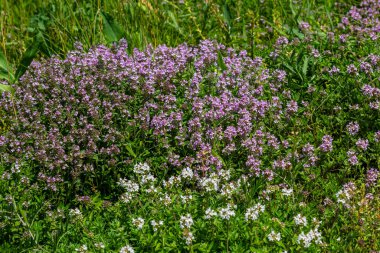 Çiçekli kokulu Thymus Serpilllum, Breckland yabani kekik, sürünen kekik, ya da elf kekik yakın çekim, makro fotoğraf. Güneşli bir günde tarlada güzel yiyecekler ve tıbbi bitkiler.
