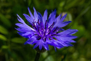 Mavi kantaron centaurea siyanus yenilebilir bir bitkidir..