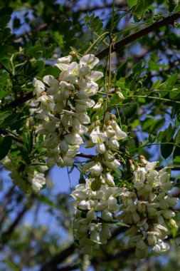 Robinia psödoacia 'nın bol çiçekli akasya dalı, sahte akasya, yakın plan siyah çekirge. Yumuşak ama kokulu bal için nektar kaynağı. Çekirge ağacı çiçeği - Robinia psödoacia.