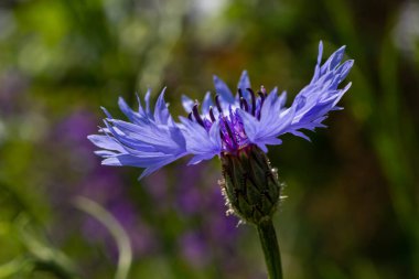 Mavi kantaron centaurea siyanus yenilebilir bir bitkidir..