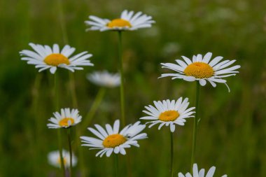 Çayırda yetişen papatya çiçekleri, beyaz papatyalar. Oxeye papatya, Leucanthemum vulgare, Papatya, Dox-eye, Common papatya, Dog papatya, Bahçe konsepti.