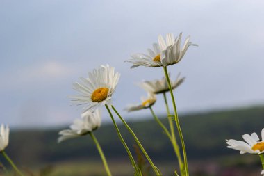 Çayırda yetişen papatya çiçekleri, beyaz papatyalar. Oxeye papatya, Leucanthemum vulgare, Papatya, Dox-eye, Common papatya, Dog papatya, Bahçe konsepti.