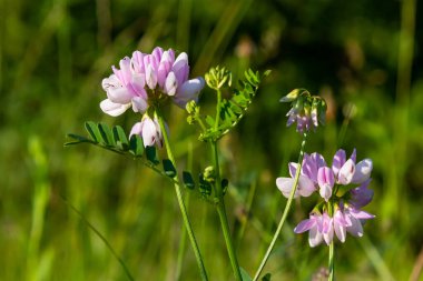 Securigera varia ya da Coronilla varia, Crownvetch ya da mor taç vetch olarak bilinir..