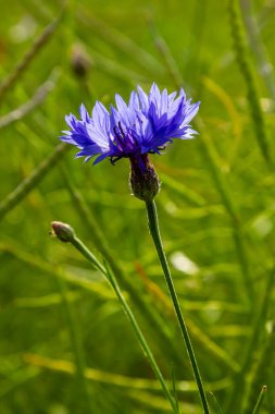 Mavi kantaron centaurea siyanus yenilebilir bir bitkidir..