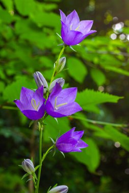 Balon Çiçeği, Tussock Çan Çiçeği, Campanula Persicifolia veya Campanula Carpatica Mor Çan Çiçekleri Sonbahar Bahçesinde.
