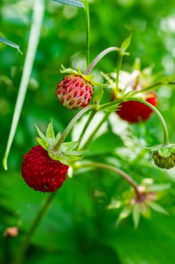 Fragaria Vesca 'nın Macro fotoğrafı, genellikle yabani çilek olarak bilinir..