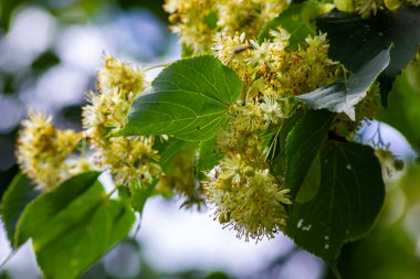 Tilia Cordata ıhlamur ağacı dalları açmakta, bahar zamanı çiçek açan küçük yapraklı limon, bahar günışığında yeşil yapraklar..