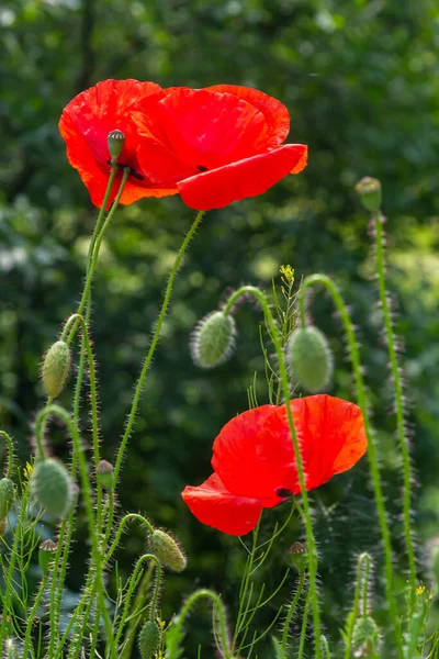 Papaver rhoeas or common poppy, red poppy is an annual herbaceous flowering plant in the poppy family, Papaveraceae, with red petals.