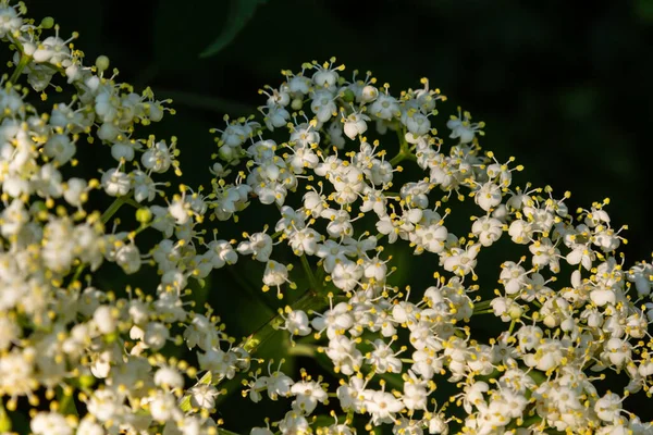 Black Sambucus White Flowers Blossom Macro Delicate Flowers Cluster Dark — Stock Photo, Image