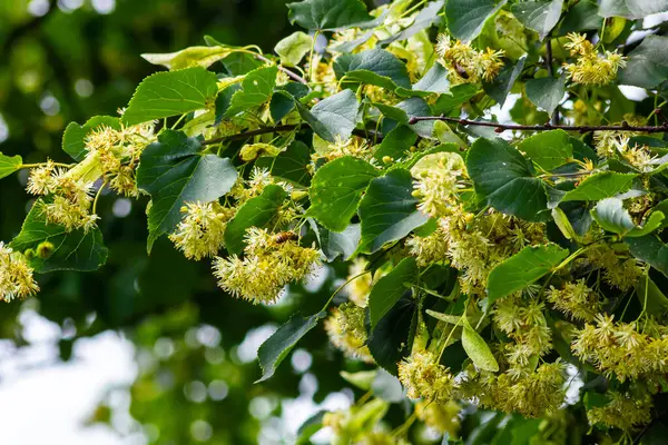 Linden ağacı kümeleri, tira kordata, avrupa, küçük yapraklı kireç, limon tomurcukları. Eczane, eczacı, doğal ilaç, şifalı bitki çayı, aromaterapi. Bahar arkaplanı.