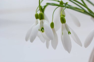 Açık gri arka planda güzel kar damlaları, yakın plan. Bahar çiçekleriyle çiçek arkaplan.