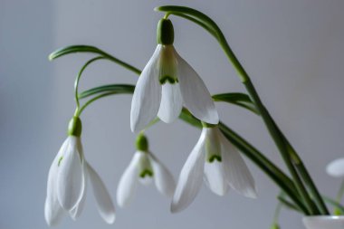 Hasır sepetteki güzel kar damlaları açık gri arka planda, yakın plan. Bahar çiçekleriyle çiçek arkaplan.
