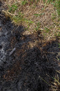 Orman zemininde çimenler ve küllerle yanmış orman yangını. Baharda yanan otlar ciddi bir çevresel sorundur..