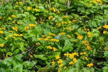 Baharda, Caltha Palustris nemli alder ormanında yetişir. Baharın ilk zamanları, sulak alanlar, sel basmış orman..