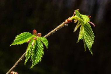 Carpinus Betulus 'un genç yeşil yaprakları, Avrupalı ya da sıradan boynuz kirişi. Bulanık kahverengi bahar arka planında güzel dallar. Her tasarım için doğa konsepti. Mesajın için yer aç. Seçici odak.