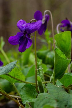Vahşi menekşeler Viola odoratasının kalp şeklinde yaprakları ve mor-mavi çiçekleri vardır. Bazı çeşitleri de beyaz ya da sarı çiçekleri vardır..