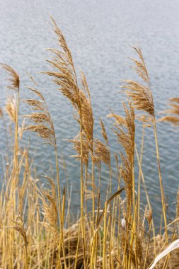 Yaygın kamış Phragmites australis. Göl suyunun arka planına karşı sazlıktan yapılma tüylü kuru gövdeler. Tasarım için Doğa Konsepti.